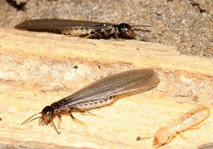Diagnostiquées, les termites peuvent faire annuler la vente