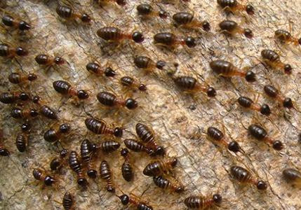 Syndic et recherche de termites