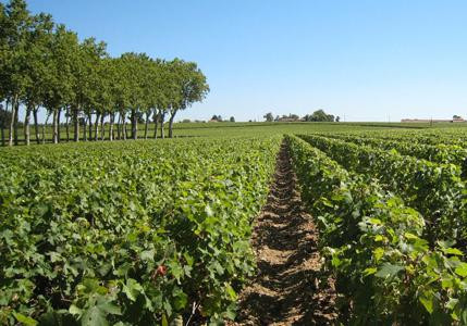 La Chine, toujours médaille d’or à l’export pour les vins de Bordeaux, investit désormais dans les domaines viticoles français.