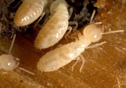 Selon la cour, l'expert qui ne voit pas les termites risque d'assumer la reconstruction