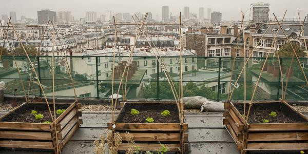 Un potager urbain expérimental est installé sur les toits de l'école AgroParisTech depuis décembre 2011.