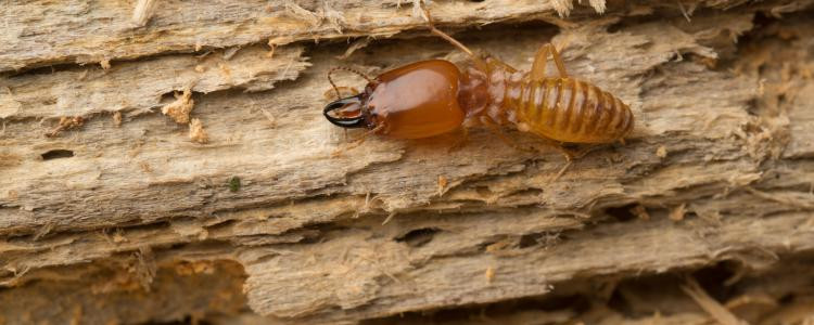 Une décision de la Cour de cassation confirme que suite à une erreur dans le diagnostic termite, c'est le diagnostiqueur qui doit payer les frais de réparation.
