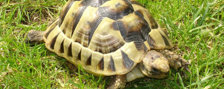 Dans le Var, cinq tortues bloquent un projet immobilier