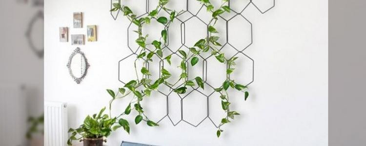 Optez pour des plantes qui envahissent vos murs