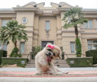 Airbnb invite Marnie the dog dans un palace à Los Angeles
