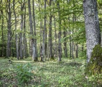 Acheter une forêt : une diversification durable de patrimoine immobilier
