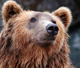 VIDEO Etats-Unis : Un ours s’invite dans le jacuzzi d’un Californien